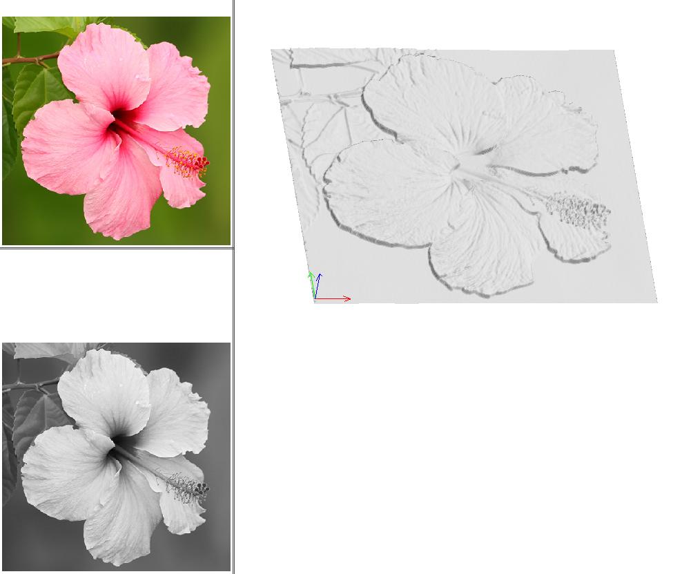 hibiscus